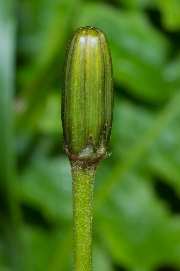 Aposeris foetida / Lattuga fetida